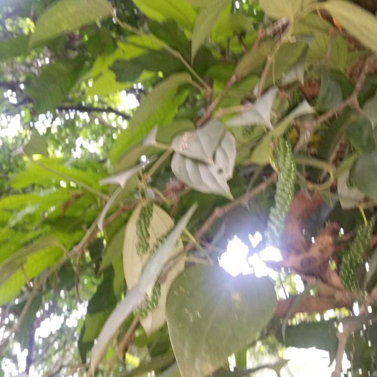 Jungle Village Homestay Пиннавела Экстерьер фото